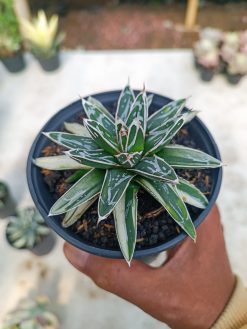 Agave Himesanoyuki White Variegated, real gallery image #4 plants. Picture taken directly from kaktus.id community Agave farmer green houses.
