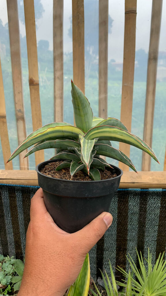 kaktus.id