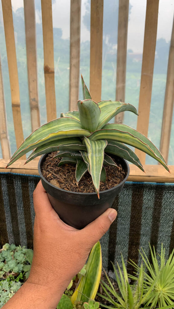 kaktus.id