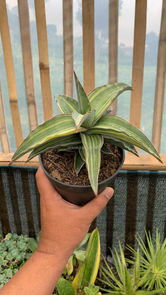 kaktus.id