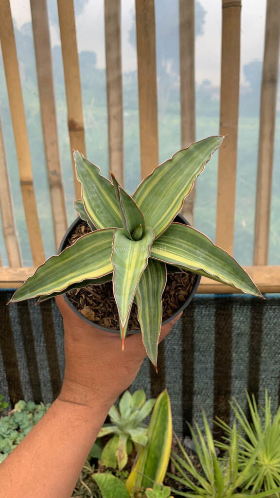 kaktus.id