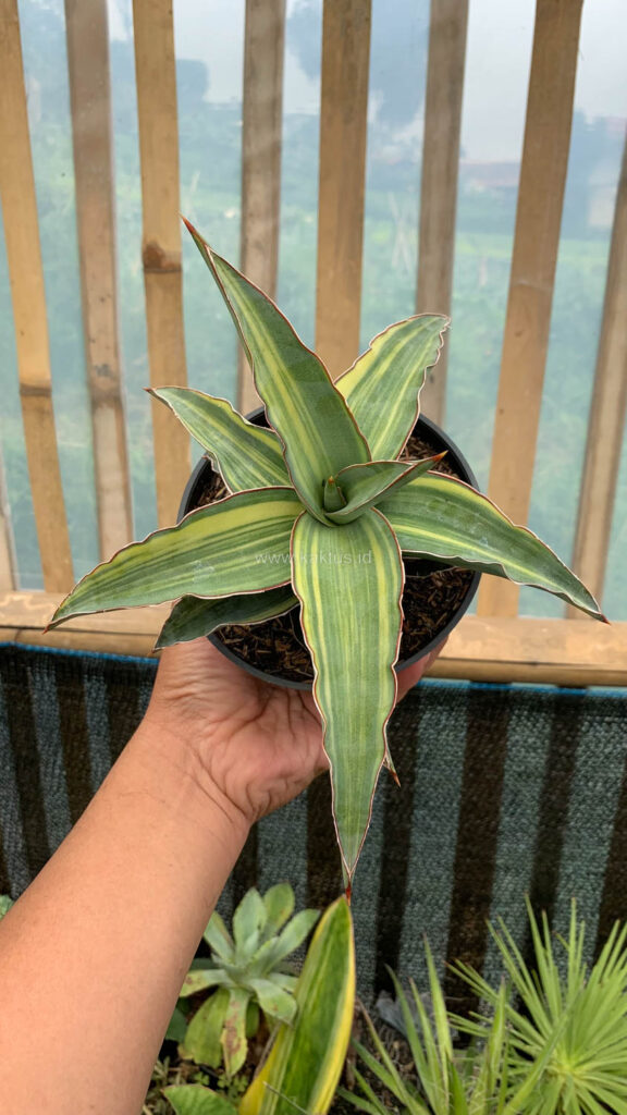 kaktus.id