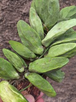 Dischidia Major, real gallery image #3 plants. Picture taken directly from kaktus.id community Dischidia farmer green houses.