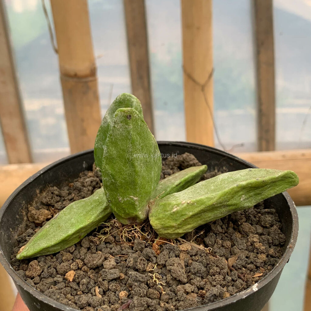 kaktus.id