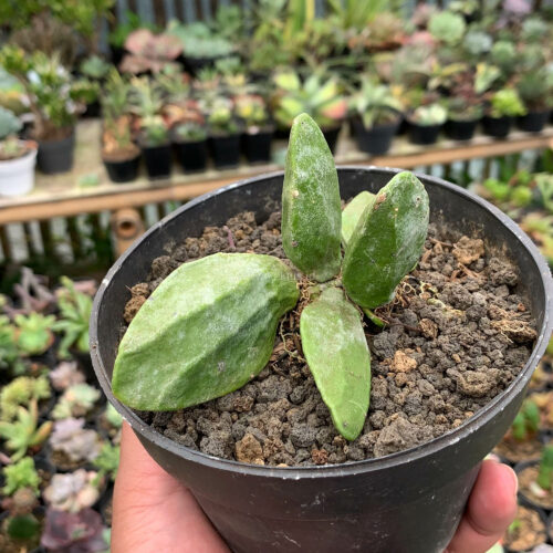 Dischidia Major, real gallery image #8 plants. Picture taken directly from kaktus.id community Dischidia farmer green houses.