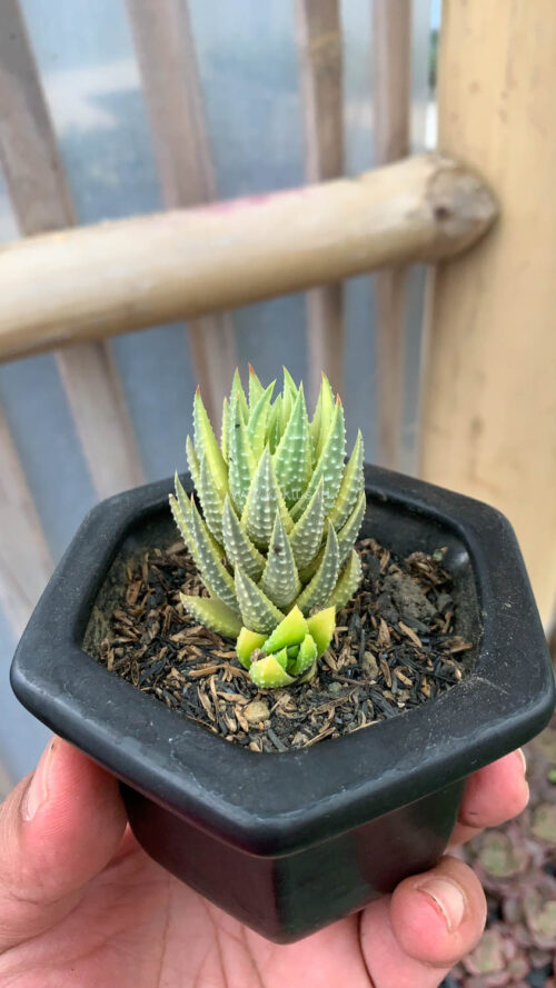 Haworthia Reinwardtii Aurea Variegated – Zebra Wart, real gallery image #8 plants. Picture taken directly from kaktus.id community Haworthia farmer green houses.