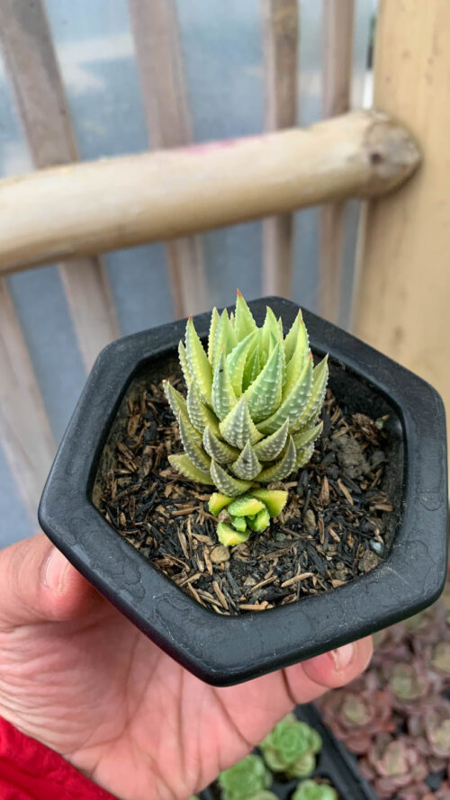 Haworthia Reinwardtii Aurea Variegated – Zebra Wart, real gallery image #2 plants. Picture taken directly from kaktus.id community Haworthia farmer green houses.