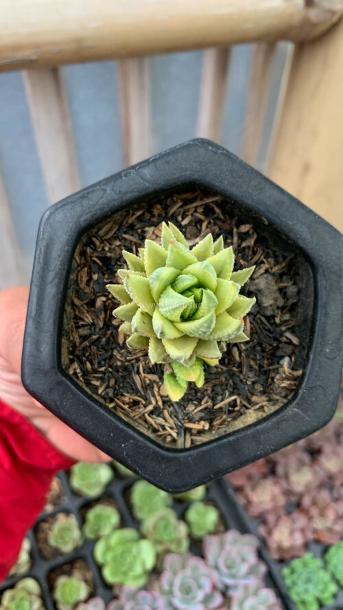 Haworthia Reinwardtii Aurea Variegated – Zebra Wart, real gallery image #6 plants. Picture taken directly from kaktus.id community Haworthia farmer green houses.