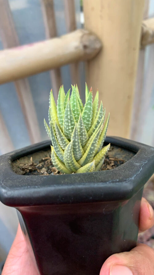 Haworthia Reinwardtii Aurea Variegated – Zebra Wart, real gallery image #4 plants. Picture taken directly from kaktus.id community Haworthia farmer green houses.