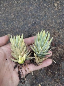 Haworthia Reinwardtii Aurea Variegated – Zebra Wart, real gallery image #1 plants. Picture taken directly from kaktus.id community Haworthia farmer green houses.