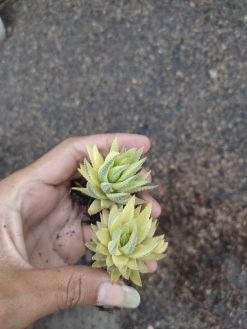 Haworthia Reinwardtii Aurea Variegated – Zebra Wart, real gallery image #3 plants. Picture taken directly from kaktus.id community Haworthia farmer green houses.