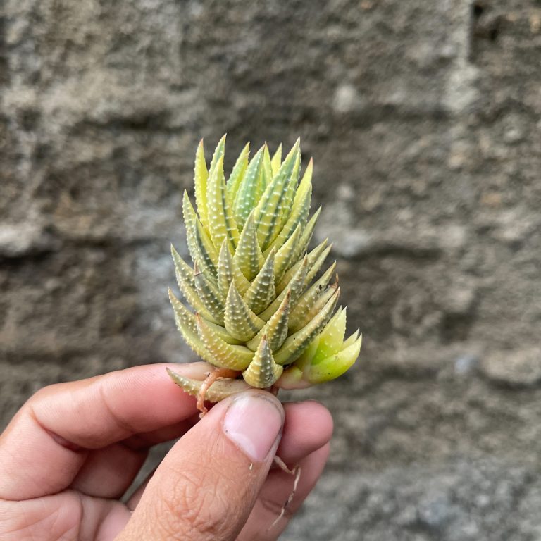 994. Haworthia Reinwardtii Aurea Variegated – Zebra Wart