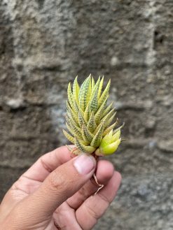 Haworthia Reinwardtii Aurea Variegated – Zebra Wart, real gallery image #5 plants. Picture taken directly from kaktus.id community Haworthia farmer green houses.