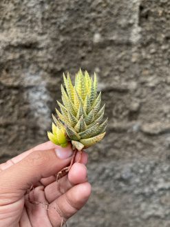 Haworthia Reinwardtii Aurea Variegated – Zebra Wart, real gallery image #7 plants. Picture taken directly from kaktus.id community Haworthia farmer green houses.