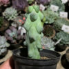 Myrtillocactus Geometrizans 'Breast Cactus', real gallery image #2 plants. Picture taken directly from kaktus.id community Myrtillocactus farmer green houses.