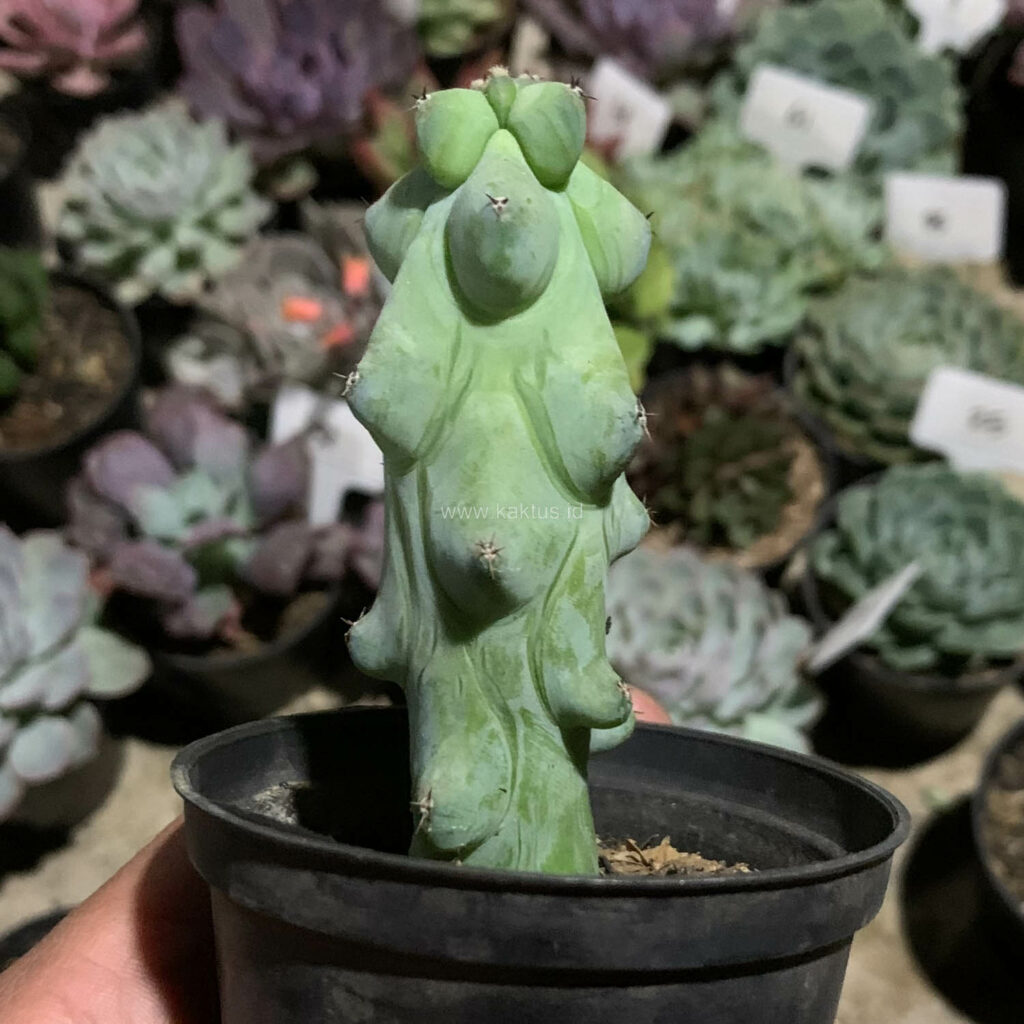 kaktus.id