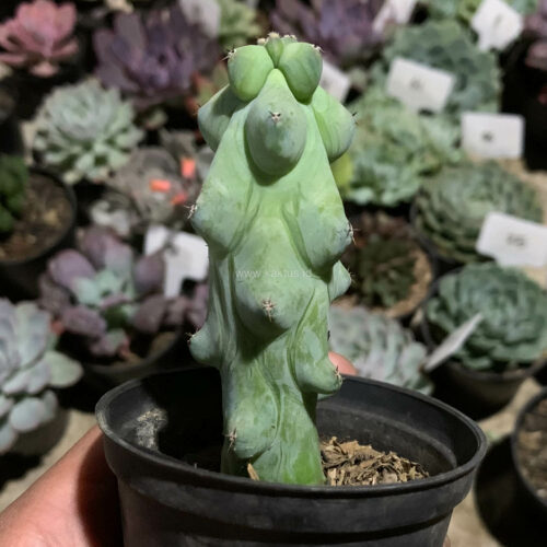 Myrtillocactus Geometrizans 'Breast Cactus', real gallery image #5 plants. Picture taken directly from kaktus.id community Myrtillocactus farmer green houses.