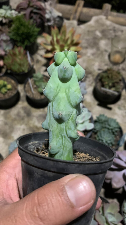 Myrtillocactus Geometrizans 'Breast Cactus', real gallery image #3 plants. Picture taken directly from kaktus.id community Myrtillocactus farmer green houses.