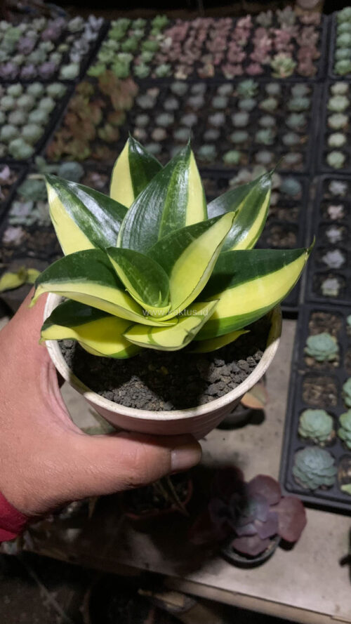 Sansevieria Green Mole Variegated, real gallery image #20 plants. Picture taken directly from kaktus.id community Sansevieria farmer green houses.