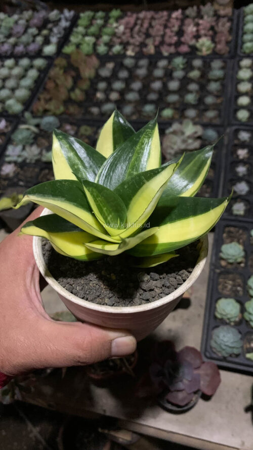 Sansevieria Green Mole Variegated, real gallery image #21 plants. Picture taken directly from kaktus.id community Sansevieria farmer green houses.