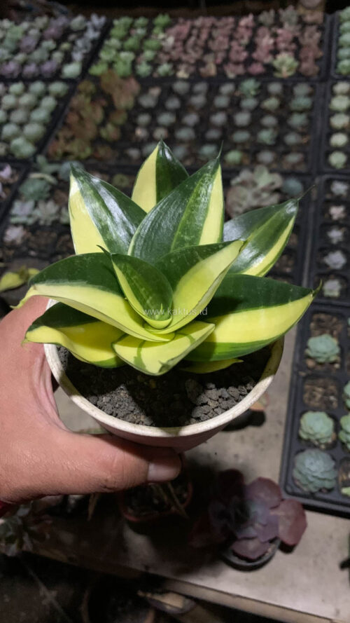 Sansevieria Green Mole Variegated, real gallery image #22 plants. Picture taken directly from kaktus.id community Sansevieria farmer green houses.