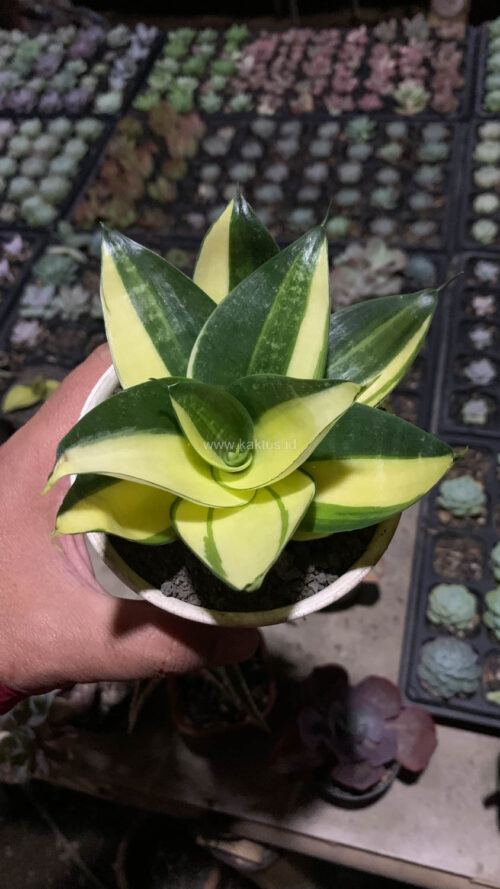 Sansevieria Green Mole Variegated, real gallery image #23 plants. Picture taken directly from kaktus.id community Sansevieria farmer green houses.