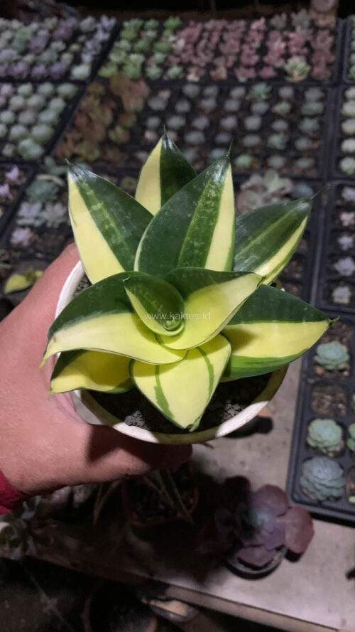 Sansevieria Green Mole Variegated, real gallery image #24 plants. Picture taken directly from kaktus.id community Sansevieria farmer green houses.