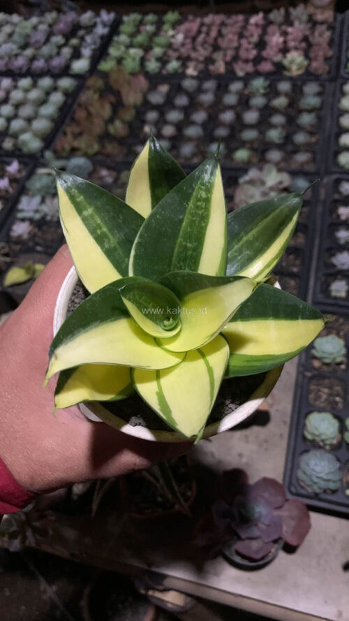Sansevieria Green Mole Variegated, real gallery image #26 plants. Picture taken directly from kaktus.id community Sansevieria farmer green houses.