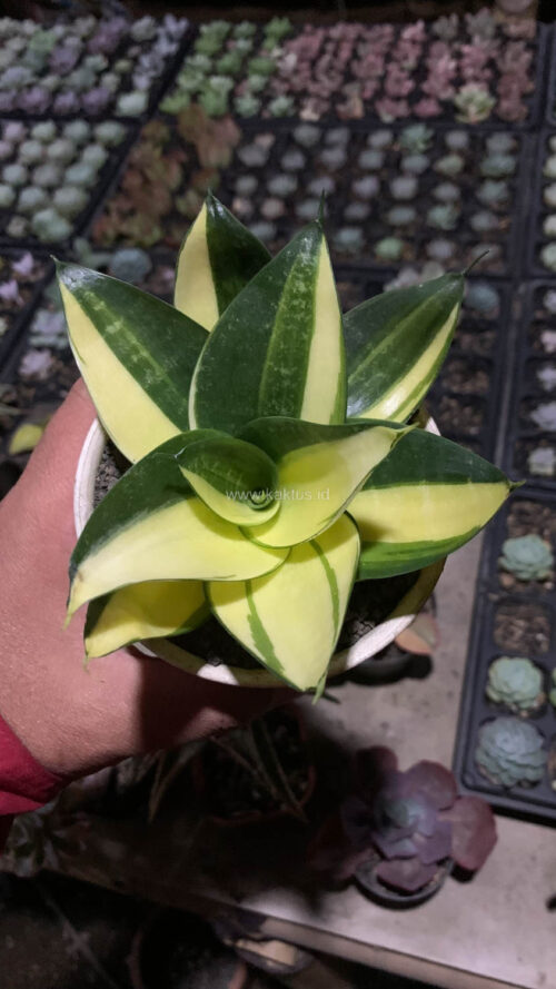 Sansevieria Green Mole Variegated, real gallery image #27 plants. Picture taken directly from kaktus.id community Sansevieria farmer green houses.