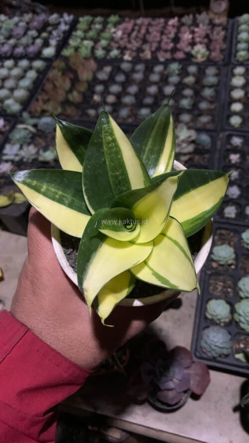 Sansevieria Green Mole Variegated, real gallery image #5 plants. Picture taken directly from kaktus.id community Sansevieria farmer green houses.
