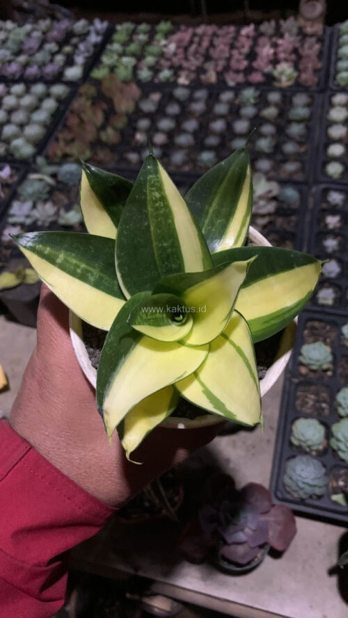 Sansevieria Green Mole Variegated, real gallery image #8 plants. Picture taken directly from kaktus.id community Sansevieria farmer green houses.