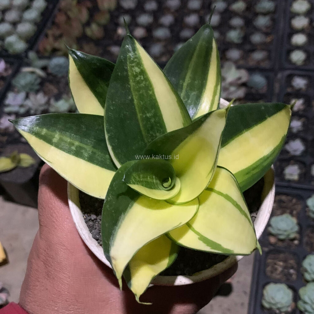 kaktus.id