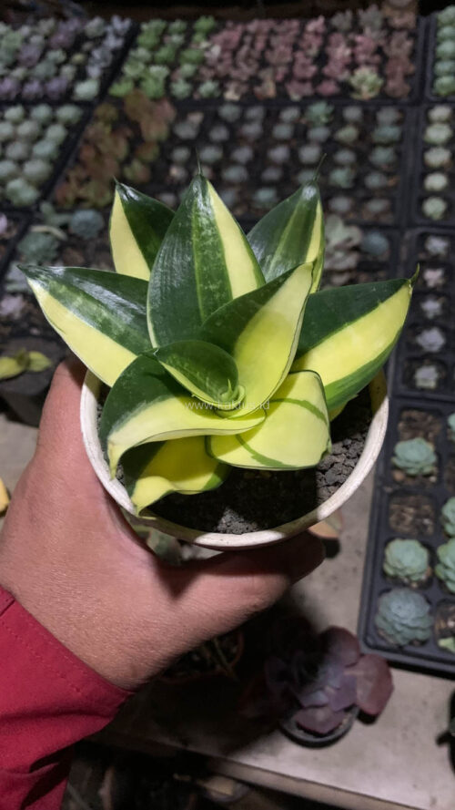 Sansevieria Green Mole Variegated, real gallery image #12 plants. Picture taken directly from kaktus.id community Sansevieria farmer green houses.