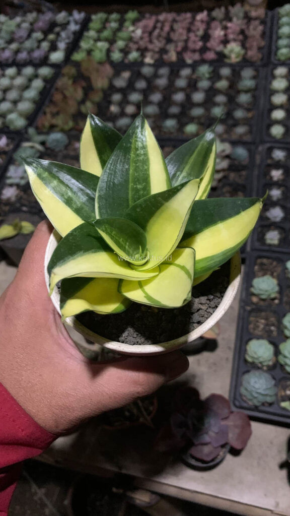 kaktus.id