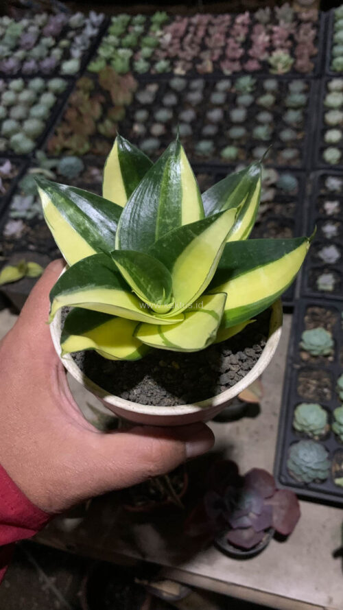 Sansevieria Green Mole Variegated, real gallery image #15 plants. Picture taken directly from kaktus.id community Sansevieria farmer green houses.