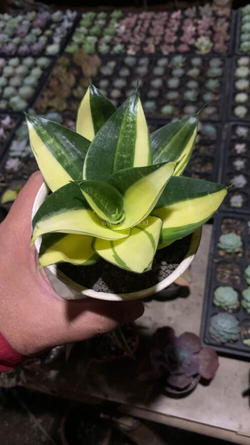 Sansevieria Green Mole Variegated, real gallery image #16 plants. Picture taken directly from kaktus.id community Sansevieria farmer green houses.