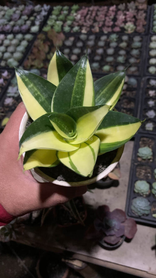 Sansevieria Green Mole Variegated, real gallery image #18 plants. Picture taken directly from kaktus.id community Sansevieria farmer green houses.