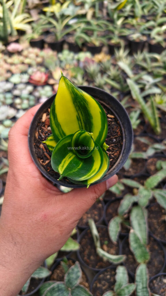 kaktus.id