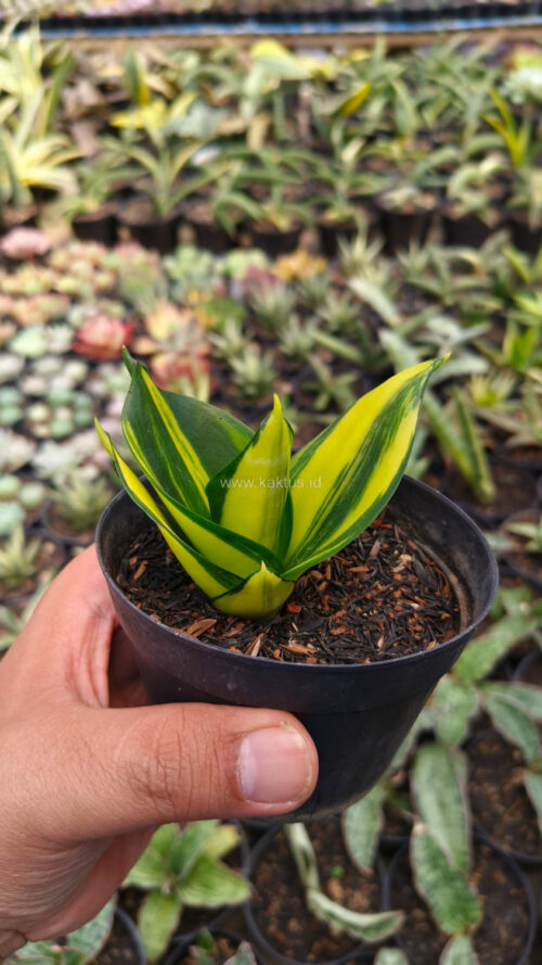 Sansevieria Green Mole Variegated, real gallery image #7 plants. Picture taken directly from kaktus.id community Sansevieria farmer green houses.