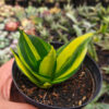 Sansevieria Green Mole Variegated, real feature image plant. Picture taken directly from kaktus.id community Sansevieria farmer green houses.