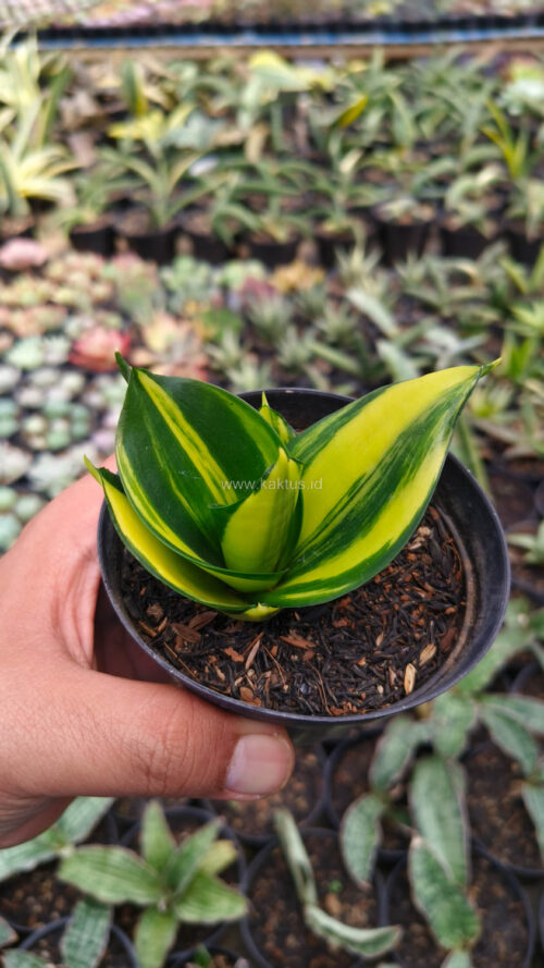 Sansevieria Green Mole Variegated, real gallery image #3 plants. Picture taken directly from kaktus.id community Sansevieria farmer green houses.