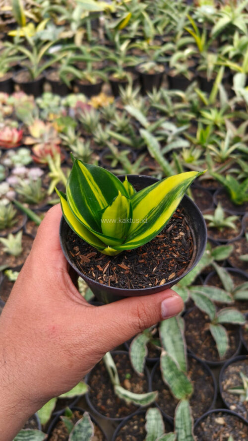 Sansevieria Green Mole Variegated, real gallery image #25 plants. Picture taken directly from kaktus.id community Sansevieria farmer green houses.