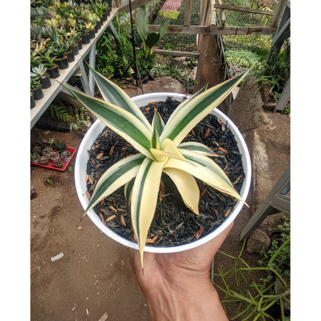 kaktus.id