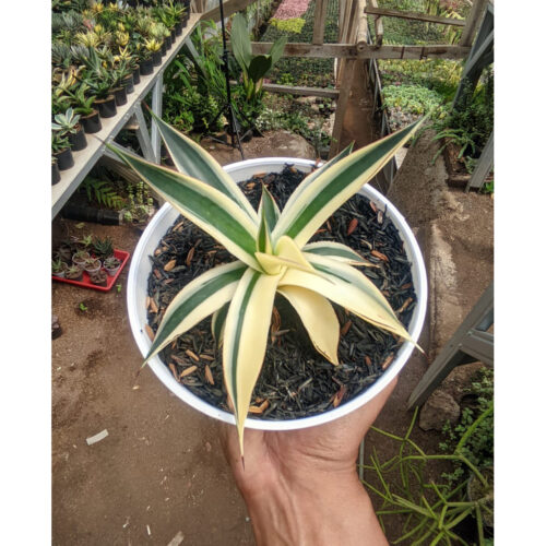 997. Agave Snow Glow Variegated Sectoral