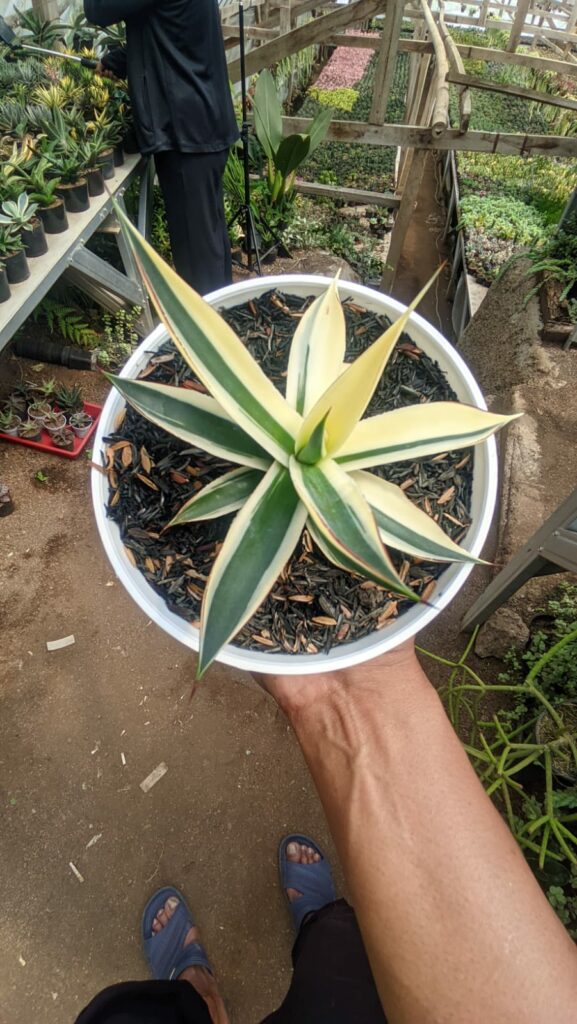 kaktus.id