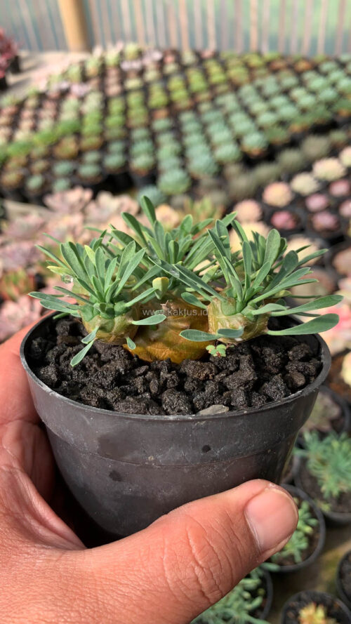 Euphorbia Japonica Cluster, real gallery image #10 plants. Picture taken directly from kaktus.id community Euphorbia farmer green houses.