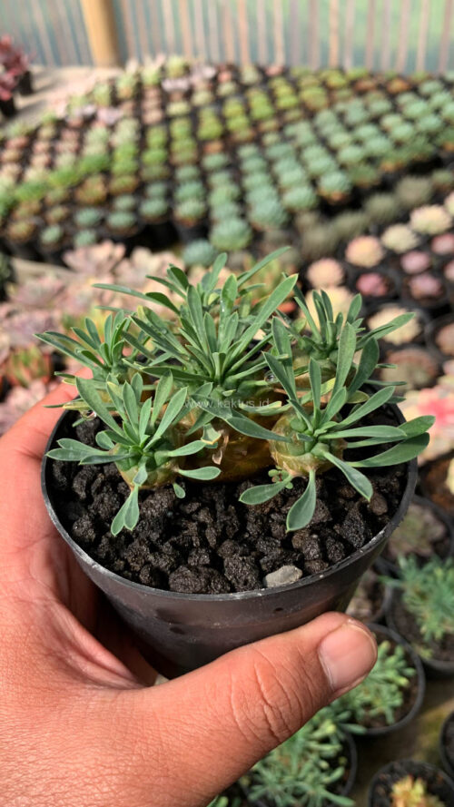 Euphorbia Japonica Cluster, real gallery image #11 plants. Picture taken directly from kaktus.id community Euphorbia farmer green houses.