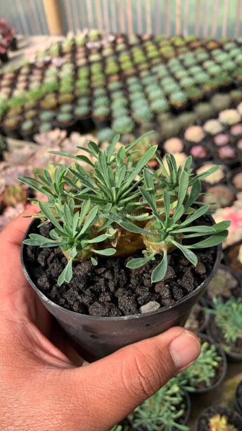 Euphorbia Japonica Cluster, real gallery image #12 plants. Picture taken directly from kaktus.id community Euphorbia farmer green houses.