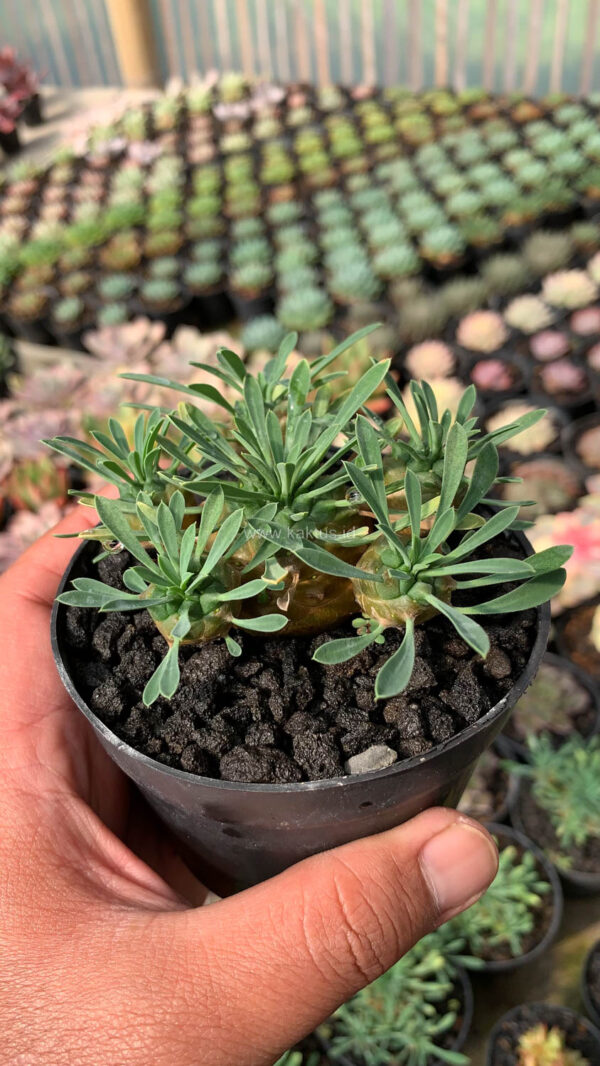 998. Euphorbia Japonica Cluster - Image 13
