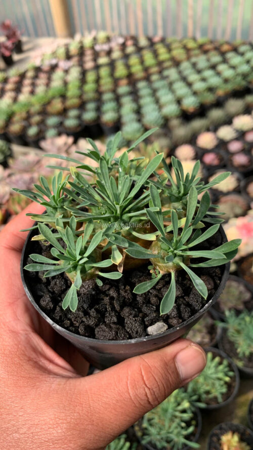 Euphorbia Japonica Cluster, real gallery image #13 plants. Picture taken directly from kaktus.id community Euphorbia farmer green houses.